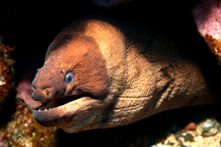 Moreias